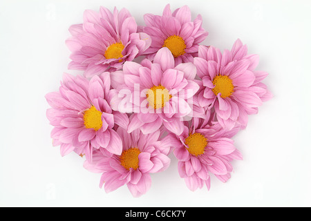 Bouquet di fiori di colore rosa di Zinnia su bianco con gocce d'acqua su petali Foto Stock