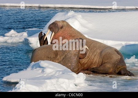 Tricheco (Odobenus rosmarus) maschio e femmina insieme giacente su ghiaccio a Spitzbergen, Norvegia, l'Artico. Foto Stock