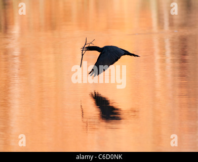 Cormorano nel processo di nidificazione attraversando Haines Creek fiume in Lake County Leesburg, Florida USA al tramonto. Foto Stock