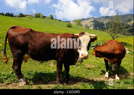 Abondance mucche al pascolo in un pascolo nei pressi del villaggio di Hauteluce nella regione di Beaufortain, sulle Alpi francesi, Savoie, Europa Foto Stock
