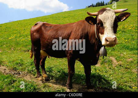 Abondance pascolo di vacca in un pascolo nei pressi del villaggio di Hauteluce nella regione di Beaufortain, sulle Alpi francesi, Savoie, Europa Foto Stock