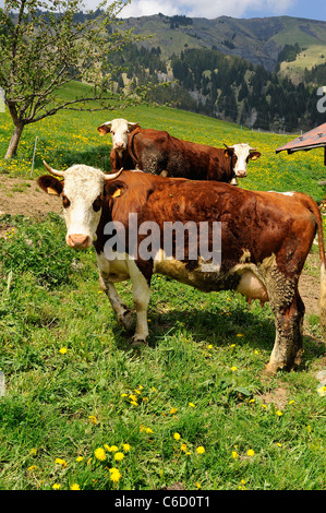 Abondance mucche al pascolo in un pascolo nei pressi del villaggio di Hauteluce nella regione di Beaufortain, sulle Alpi francesi, Savoie, Europa Foto Stock