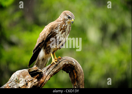 Comune poiana (nome scientifico: Buteo buteo) nella regione di Beaufortain, sulle Alpi francesi, Savoie, Europa Foto Stock