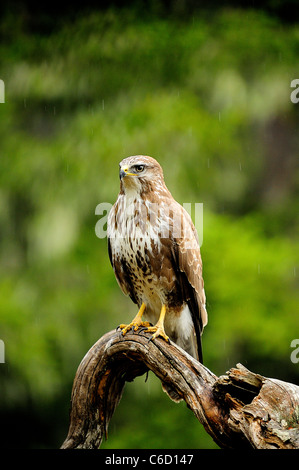 Comune poiana (nome scientifico: Buteo buteo) nella regione di Beaufortain, sulle Alpi francesi, Savoie, Europa Foto Stock