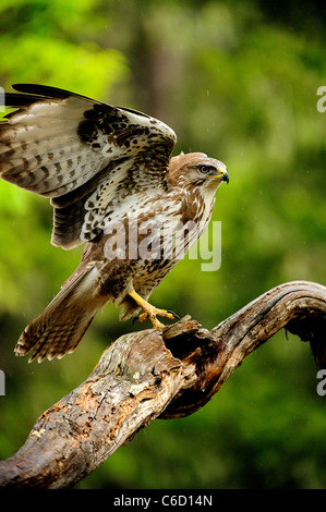 Comune poiana (nome scientifico: Buteo buteo) nella regione di Beaufortain, sulle Alpi francesi, Savoie, Europa Foto Stock