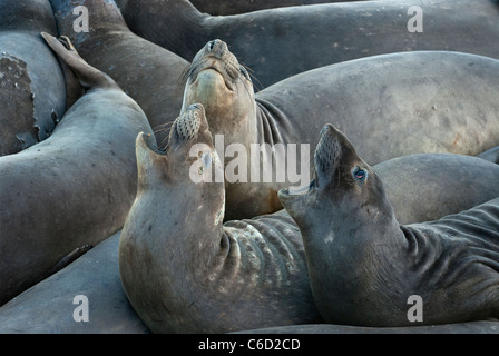 Tre Nord guarnizioni Elephent cercando sulla spiaggia nei pressi di San Simeone, PIEDRAS BLANCAS, Central costa della California, Stati Uniti d'America Foto Stock