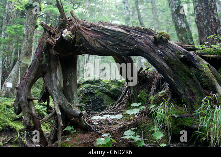 Grande arco di radici di albero sradicato Foto Stock