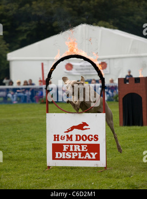 Southport Flower Show   persone ed eventi 2011, Victoria Park, Southport, Merseyside, Regno Unito Foto Stock