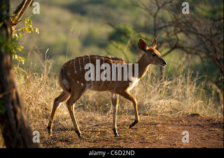 Nyala (Tragelaphus angasi), Hluhluwe-Imfolozi Game Reserve, Sud Africa Foto Stock