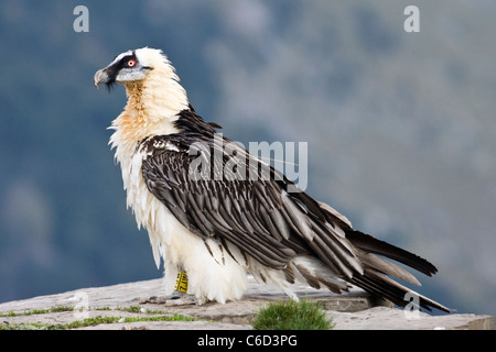 Lammergeier Gypaetus barbatus al Parco Nazionale di Ordesa e Monte Perdido, provincia di Huesca, Aragona, Pirenei, Spagna Foto Stock