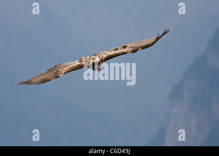 Lammergeier Gypaetus barbatus in volo al Parco Nazionale di Ordesa e Monte Perdido, provincia di Huesca, Aragona, Pirenei, Spagna Foto Stock