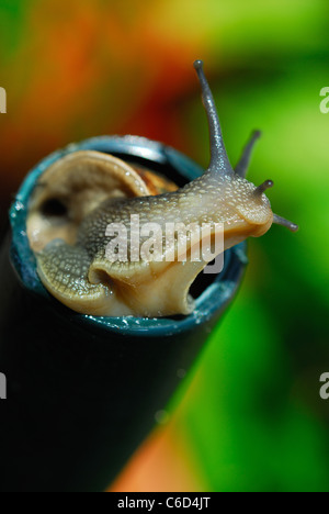 Un giardino comune lumaca (Helix Aspersa) nel tubo di lancio di un annaffiatoio. Regno Unito, 2011. Foto Stock