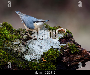 (Eurasian) Picchio muratore (Sitta europaea ) si appollaia su un mossy ceppo di albero Foto Stock