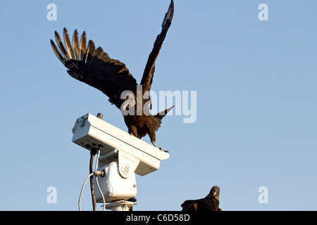 Avvoltoio nero (Coragyps atratus) sulla telecamera di sorveglianza Foto Stock