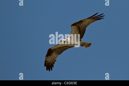 Falco pescatore (Pandion haliaetus) in volo Foto Stock