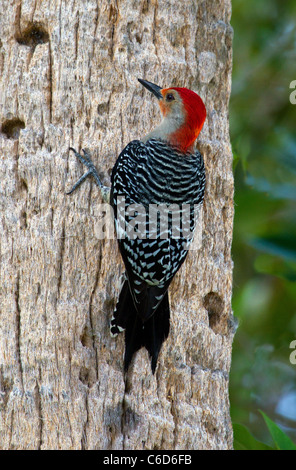 Rosso Picchio panciuto (Melanerpes carolinus) Foto Stock