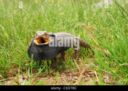 Selvaggio drago orientale, Pogona Barbata Foto Stock