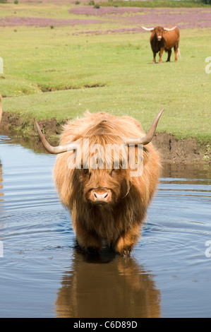 Highland bovini nella nuova foresta Foto Stock