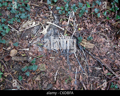 Resti di morti giovani airone cinerino (Ardea cinerea) sotto il nido albero, Alblasserdam, Paesi Bassi Foto Stock