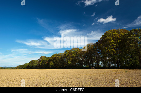 Campo di raccolto nella Chiltern Hills Oxfordshire England Regno Unito Foto Stock
