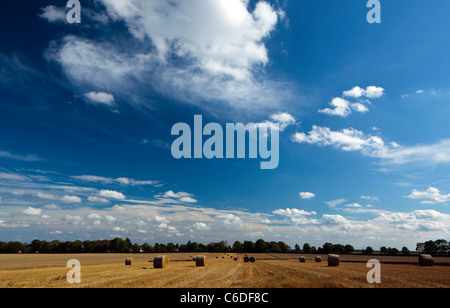 Campo di raccolto nella Chiltern Hills Oxfordshire England Regno Unito Foto Stock