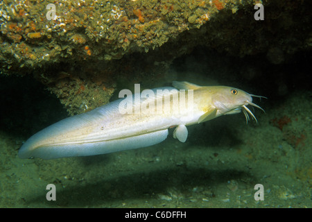 Pesce Gatto (Paraplotosus sp.), Isola Damanyiat, Muscat Oman, Oceano Indiano, Foto Stock