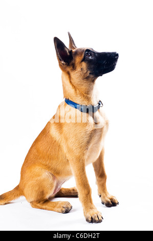 Malinois cucciolo, seduta Foto Stock