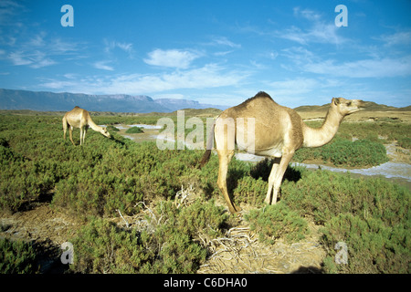 Dromedario, Camelus dromedarius, nel deserto di sabbia di Salalah, Oman, Asia Foto Stock