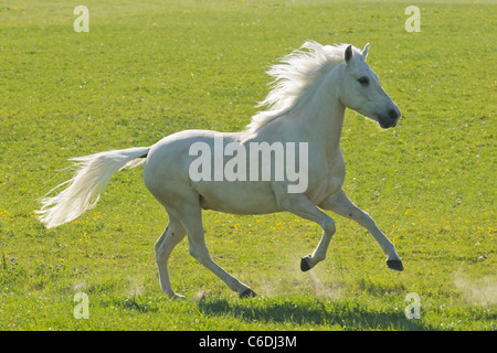 Colore Palomino Paso Fino a cavallo al galoppo nel campo Foto Stock