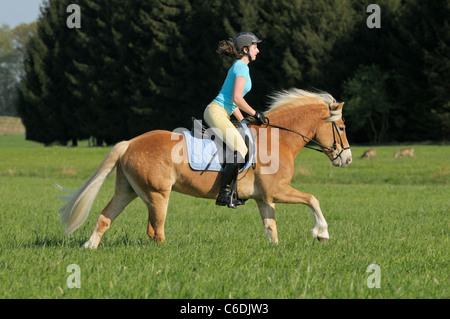 Giovane pilota al galoppo sul cavallo Haflinger in un prato Foto Stock