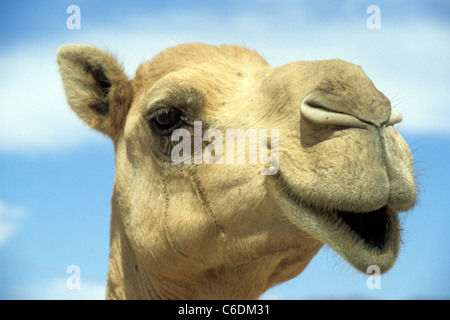 Dromedario, Camelus dromedarius, nel deserto di sabbia di Salalah, Oman Foto Stock