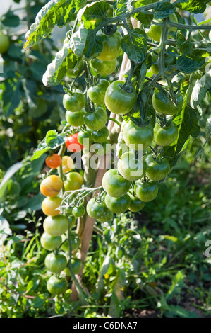 I grappoli di mature e pomodori acerbi trattenuto da un bastone di bambù in un riparto verso la fine di agosto. Foto Stock