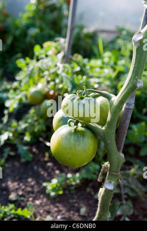 Verde pomodori acerbi su un vitigno di sole sulla soleggiata una serata estiva in agosto. Foto Stock