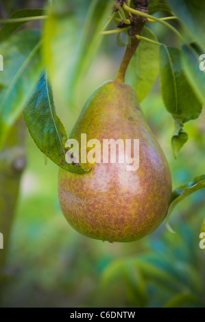 CU di una pera su un albero in un riparto sulla soleggiata una serata estiva in agosto. Foto Stock