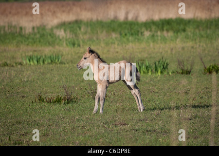 Konik cavallo selvaggio animale Stodmarsh Inghilterra Kent Foto Stock