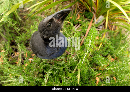 Un pulcino Pukeko ,giovani swamphens Foto Stock