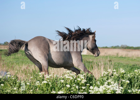 Konik cavallo selvaggio animale Stodmarsh Inghilterra Kent Foto Stock