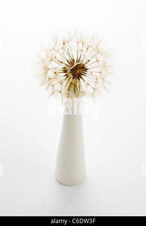 Goatsbeard nel vaso bianco Foto Stock