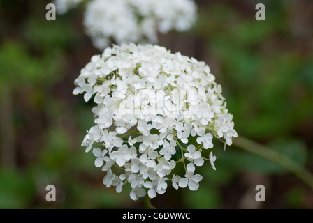 Hydrangea arborescens " Annabelle' Foto Stock