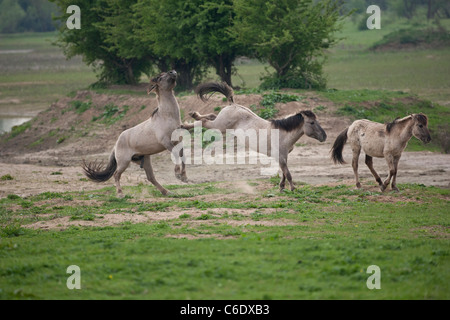 Konik cavallo selvaggio animale nei Paesi Bassi la fauna selvatica Foto Stock