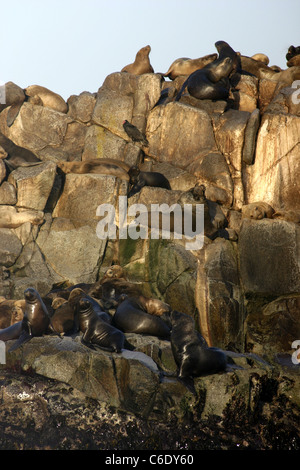 La Loberia colonia di leoni di mare sulla spiaggia Pilicura. Foto Stock