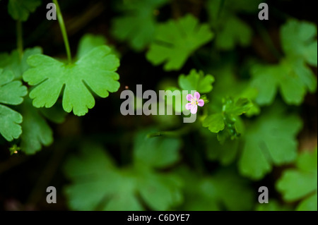 Shining Cranesbill, Geranium lucidum, in fiore Foto Stock