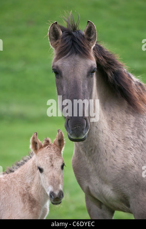 Konik cavallo selvaggio animale nei Paesi Bassi la fauna selvatica Foto Stock