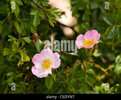 Rose canine, Rosa canina, in fiore Foto Stock