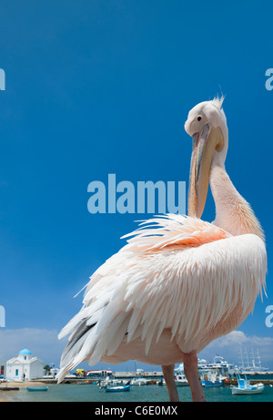 Grecia Cicladi, Mykonos, Pellicano di Porto Foto Stock