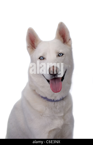 Testa e spalle colpo di un bel bianco Siberian Husky con gli occhi blu contro un 255 sfondo bianco. Girato in studio. Foto Stock