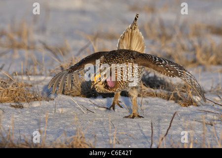 Sharp-tailed Grouse visualizzazione su un lek Foto Stock
