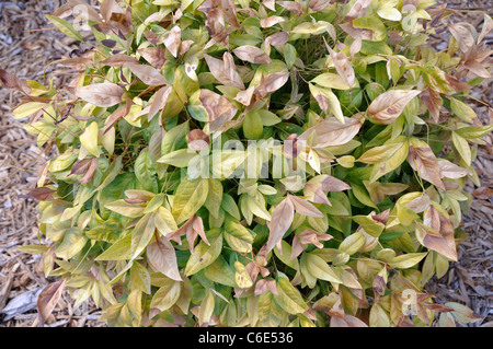 Potenza di fuoco nana celeste bambù sacro - Nandina domestica Foto Stock