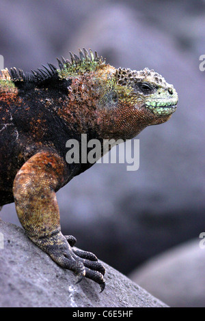 Iguana marina (Amblyrhynchus cristatus) prendendo il sole sulla roccia, San Cristobal Island, Galapagos, Ecuador, Sud America Foto Stock