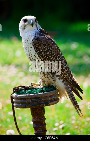 Fauna selvatica nella foresta di Rambouillet Foto Stock